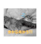 ウチノヒメ（個別スタンプ：3）
