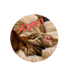 ウチノヒメ（個別スタンプ：4）