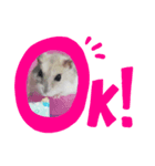 ハムスター(うる)の日常（個別スタンプ：5）