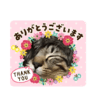 とらちゃん、たまちゃん（個別スタンプ：7）