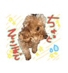 まろすけ(8)♂（個別スタンプ：7）