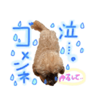 まろすけ(8)♂（個別スタンプ：8）