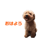 ミールミールミール（個別スタンプ：1）