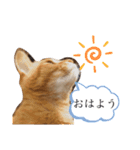 ちゃちゃのスタンプ70（個別スタンプ：2）