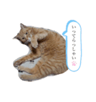 ちゃちゃのスタンプ70（個別スタンプ：4）