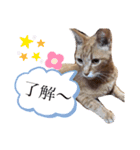 ちゃちゃのスタンプ70（個別スタンプ：8）