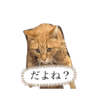 ちゃちゃのスタンプ70（個別スタンプ：12）