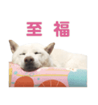 ちなさんず フィーバー（個別スタンプ：1）