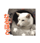 ちなさんず フィーバー（個別スタンプ：3）