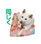 ちなさんず フィーバー（個別スタンプ：4）