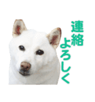 ちなさんず フィーバー（個別スタンプ：7）