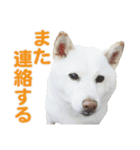 ちなさんず フィーバー（個別スタンプ：8）