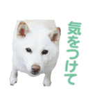 ちなさんず フィーバー（個別スタンプ：12）
