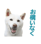 ちなさんず フィーバー（個別スタンプ：13）