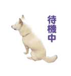 ちなさんず フィーバー（個別スタンプ：15）