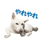 ちなさんず フィーバー（個別スタンプ：16）
