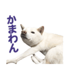 ちなさんず フィーバー（個別スタンプ：17）