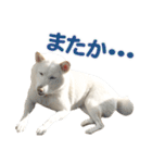 ちなさんず フィーバー（個別スタンプ：19）