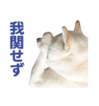 ちなさんず フィーバー（個別スタンプ：20）