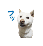 ちなさんず フィーバー（個別スタンプ：21）