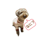 愛犬スタンプ(トイ・プードル)（個別スタンプ：1）