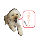 愛犬スタンプ(トイ・プードル)（個別スタンプ：2）