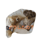 愛犬スタンプ(トイ・プードル)（個別スタンプ：3）