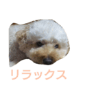 愛犬スタンプ(トイ・プードル)（個別スタンプ：4）