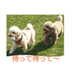 愛犬スタンプ(トイ・プードル)（個別スタンプ：5）