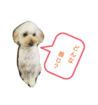 愛犬スタンプ(トイ・プードル)（個別スタンプ：6）