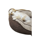 愛犬スタンプ(トイ・プードル)（個別スタンプ：7）