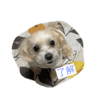 愛犬ピノの日常（個別スタンプ：2）