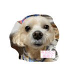 愛犬ピノの日常（個別スタンプ：3）