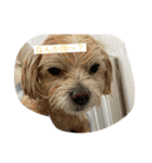 愛犬ピノの日常（個別スタンプ：4）