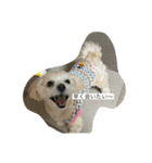 愛犬ピノの日常（個別スタンプ：6）