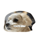 愛犬ピノの日常（個別スタンプ：7）