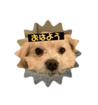 愛犬ピノの日常（個別スタンプ：8）