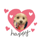 愛犬ピノの日常（個別スタンプ：11）