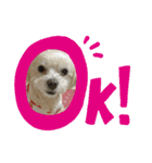 愛犬ピノの日常（個別スタンプ：13）
