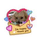 愛犬ピノの日常（個別スタンプ：14）