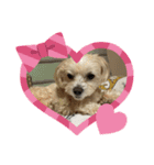 愛犬ピノの日常（個別スタンプ：15）