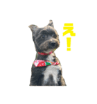 てんてんとピノとペコ（個別スタンプ：2）