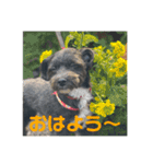 てんてんとピノとペコ（個別スタンプ：4）