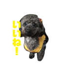てんてんとピノとペコ（個別スタンプ：16）