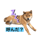 こげまる（個別スタンプ：2）