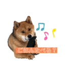 こげまる（個別スタンプ：3）