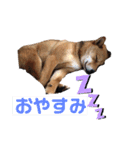 こげまる（個別スタンプ：4）