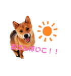 こげまる（個別スタンプ：6）