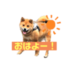 こげまる（個別スタンプ：8）