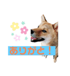 こげまる（個別スタンプ：10）